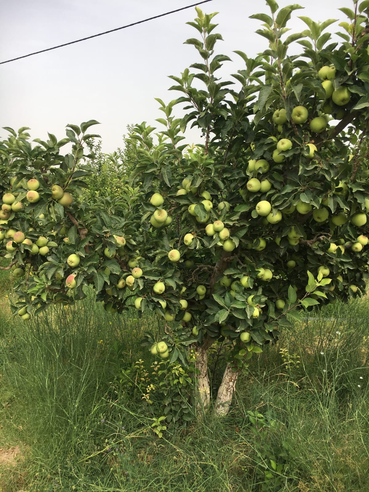 Arbre fruitier dans un jardin entretenu